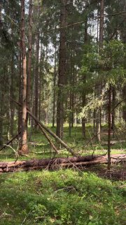 Доброе утро! Вот и настали первые осенние выходные. Приезжайте в «Охта Парк» прогуляться по лесу, отдохнуть в… — фото 1 из 3