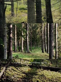 Что делать осенью в «Охта Парке»? Осенью всё меняется. Лес постепенно становится золотым, по утрам в воздухе… — фото 10 из 10