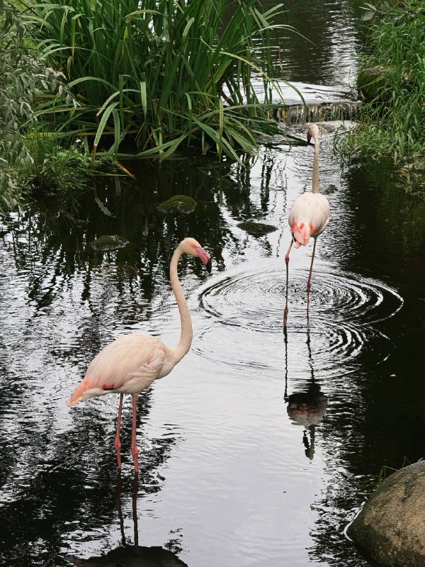 Доброе утро! Желаем продуктивной рабочей недели. Приезжайте на курорт «Охта Парк», чтобы отвлечься от… — фото 3 из 3