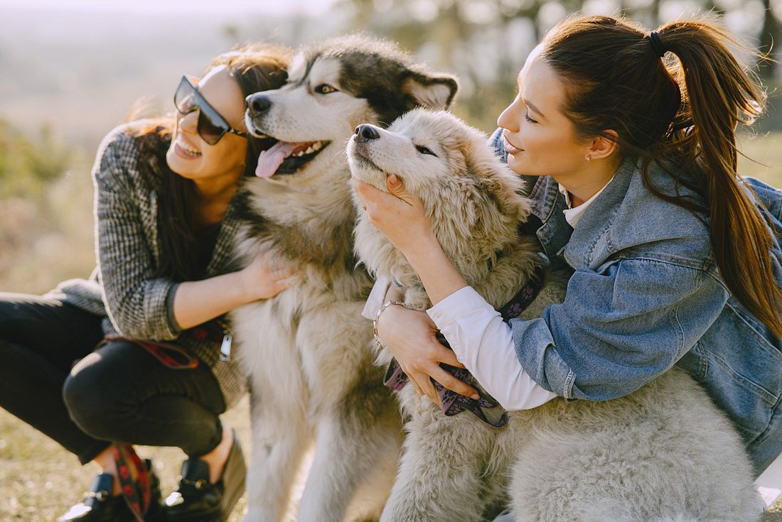 Para Dogs Ohta Fest — праздник для вас и ваших четвероногих друзей!